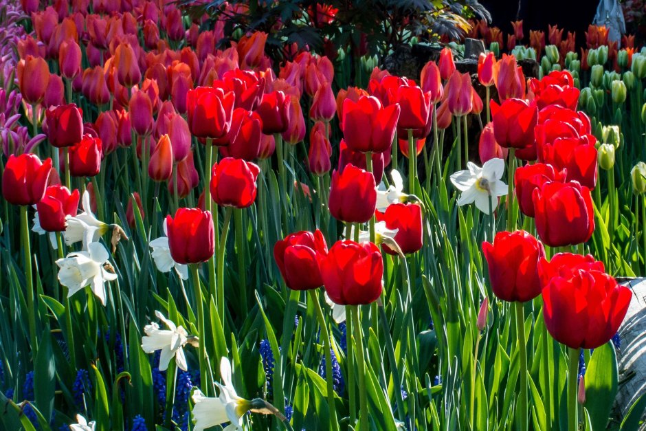 Красивые тюльпаны в саду