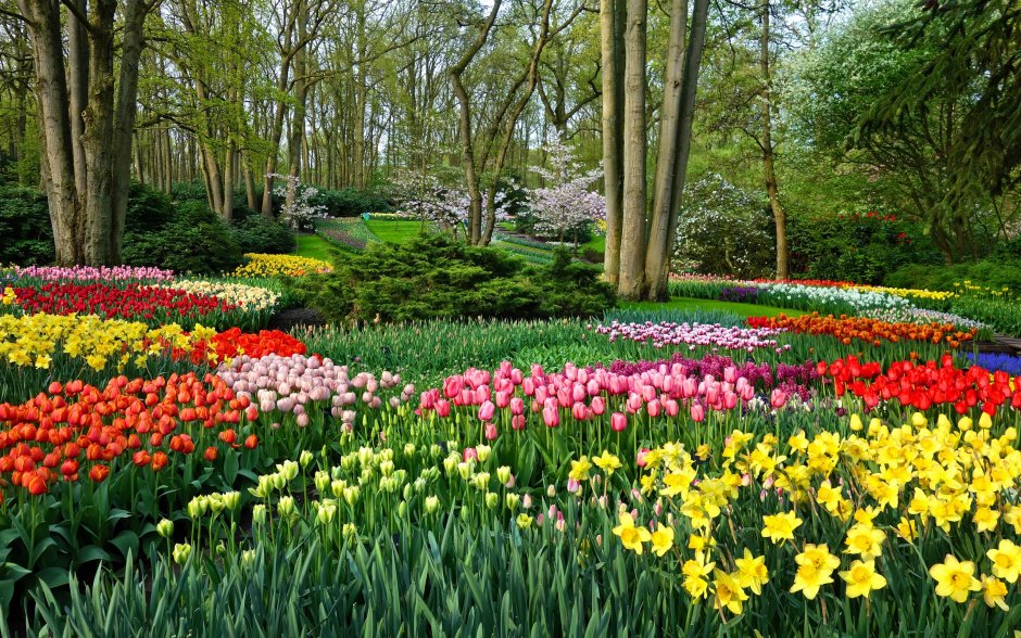 Keukenhof Gardens Нидерланды