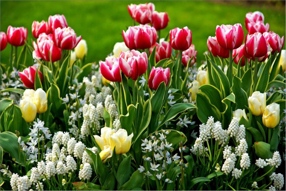 Тюльпан подмосковный Энкл