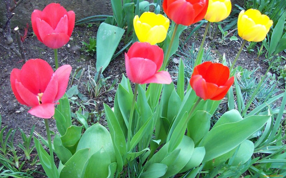 Тюльпан Лалибела на клумбе