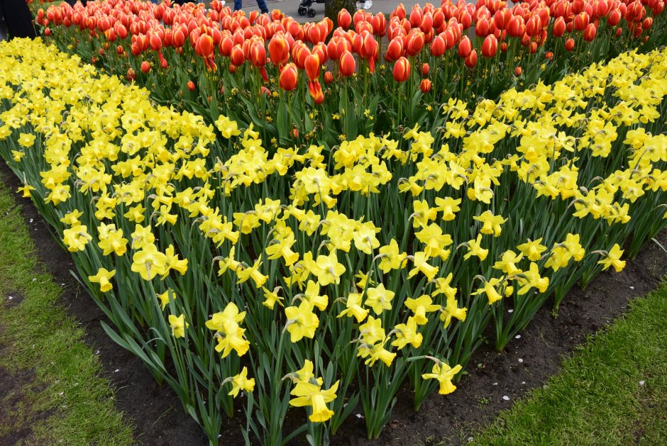 Нарциссы нарциссы Голландия