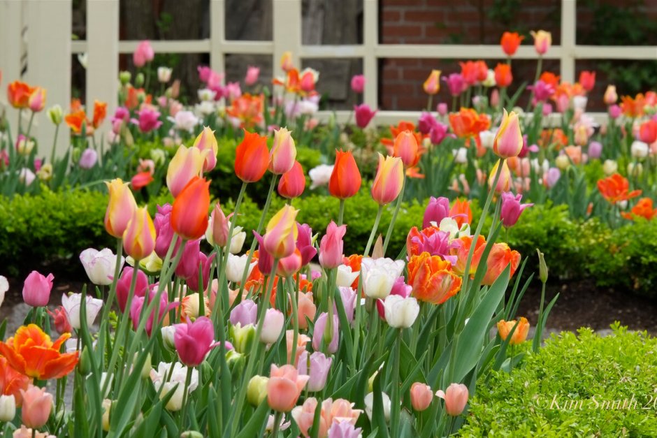 Агрокультурный ландшафт тюльпаны