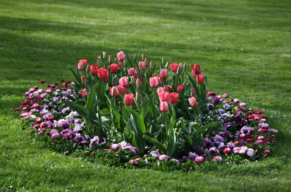 Многолетний красивоцветущий газон