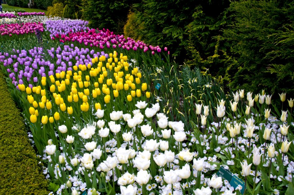 Кекенхоф парк гиацинт