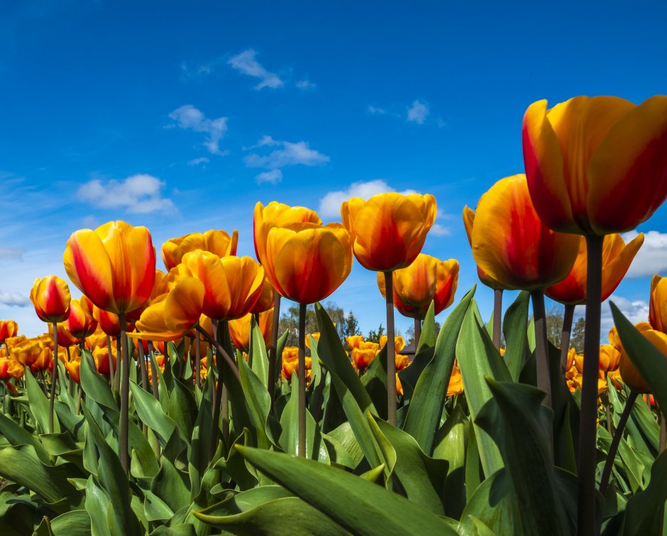 Тюльпаны Windows 7