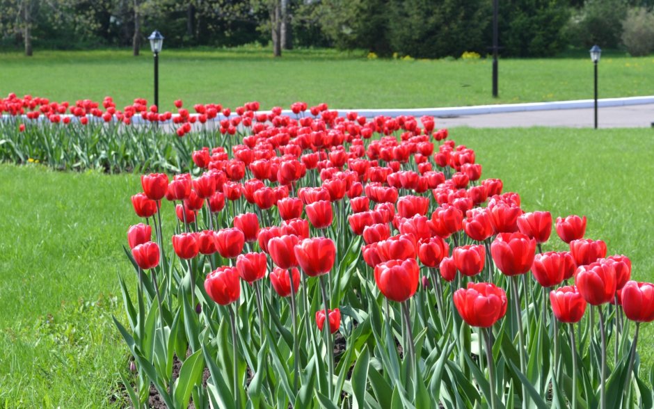 Клумба с тюльпанами