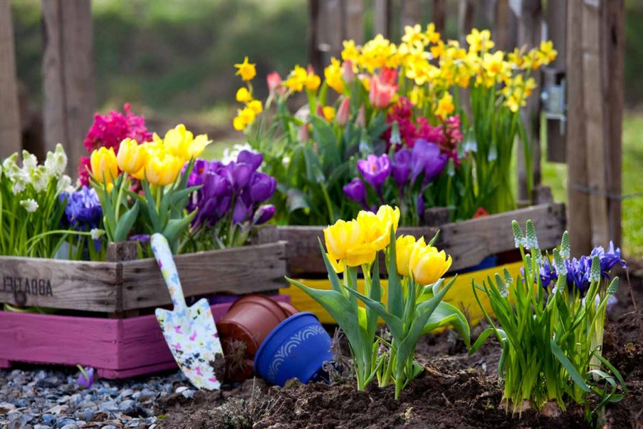 Посадка луковичных Кокенхофф