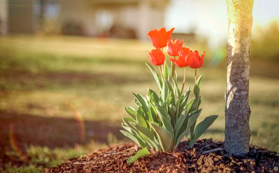 Тюльпаны весной
