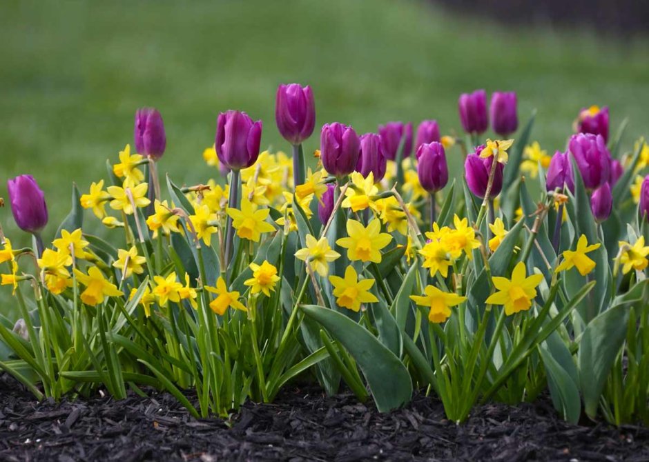 Нарциссы первоцветы луковичные