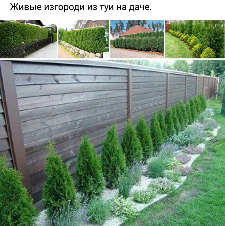 Туя Западная Смарагд вдоль забора