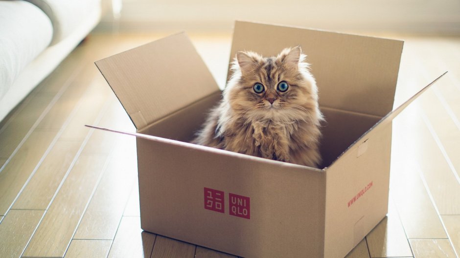 Котята в коробке