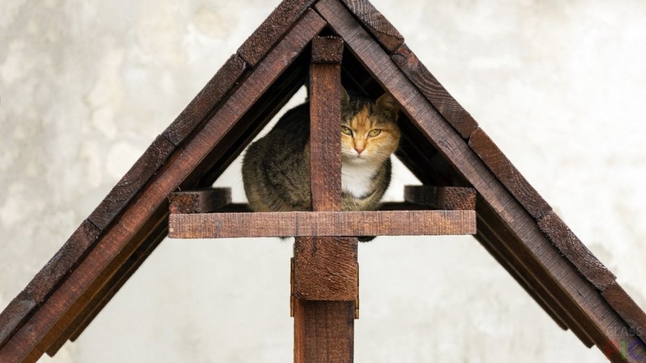 Cat House домик