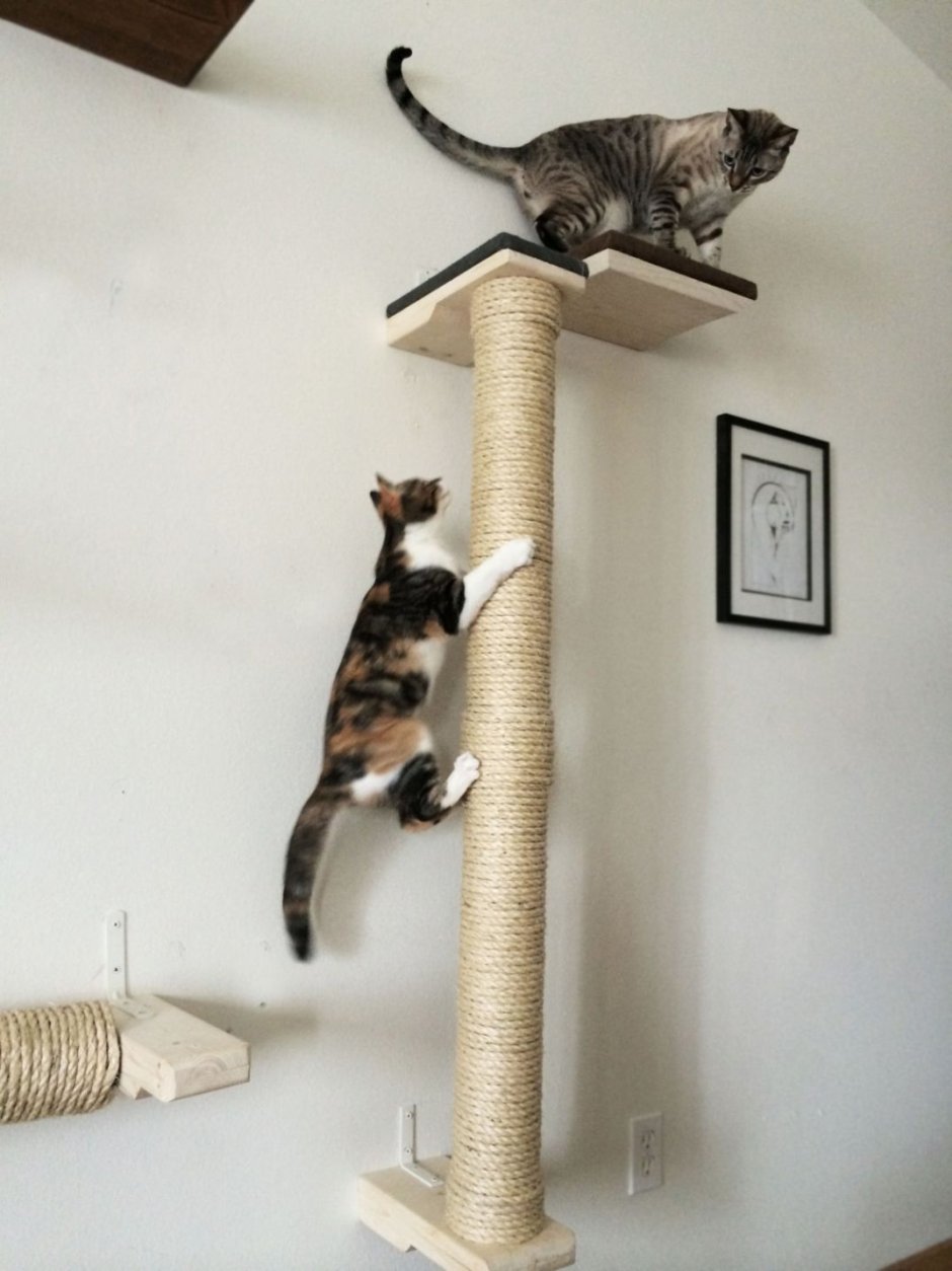 Когтеточка для кота