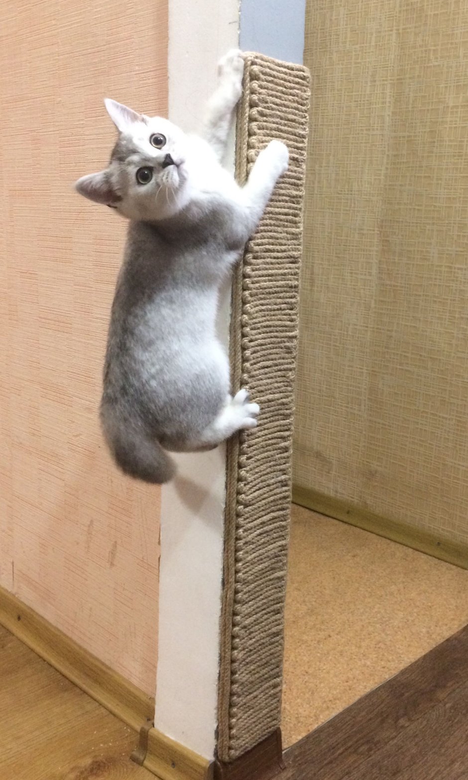 Когтеточка на стену