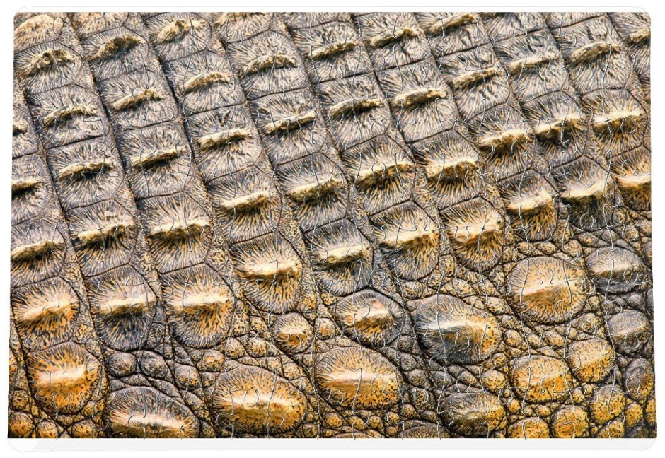 Кожа нильского крокодила