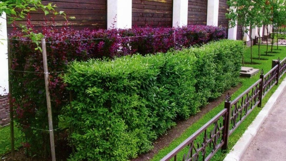 Кизильник блестящий