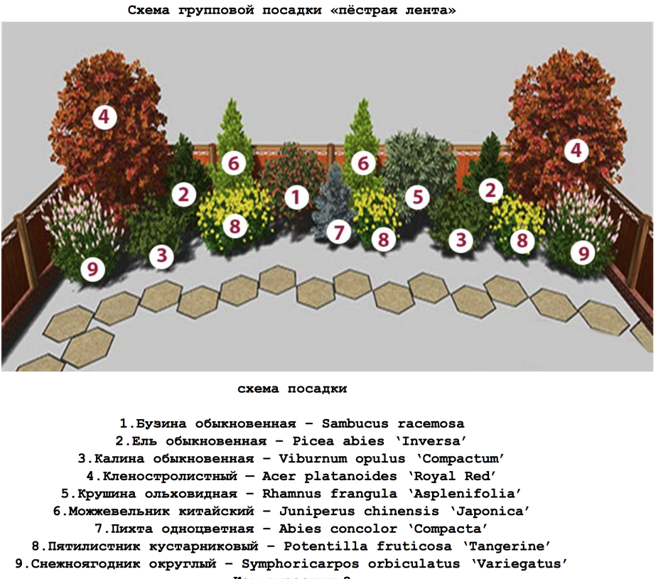 План посадки кустарников