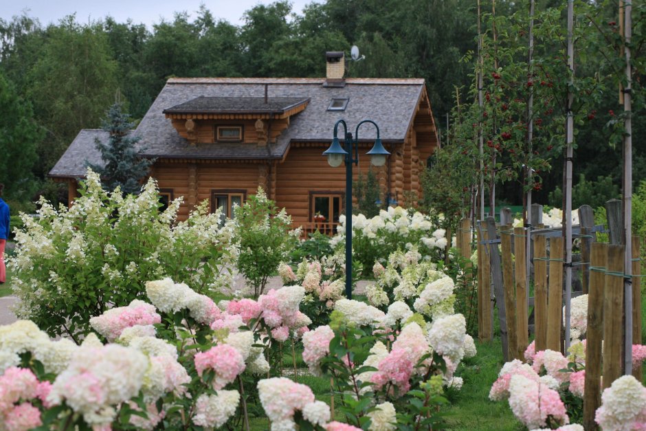 Дачные кусты