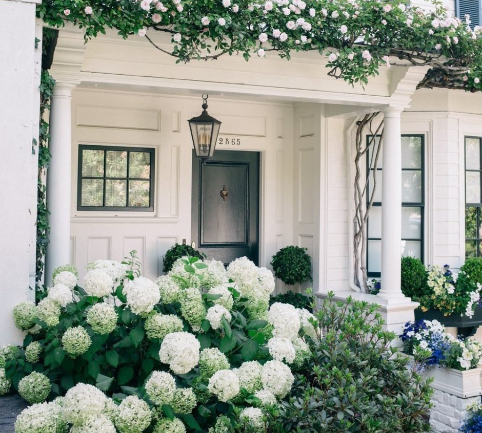 Гортензия Hydrangea Arbor. White Dome