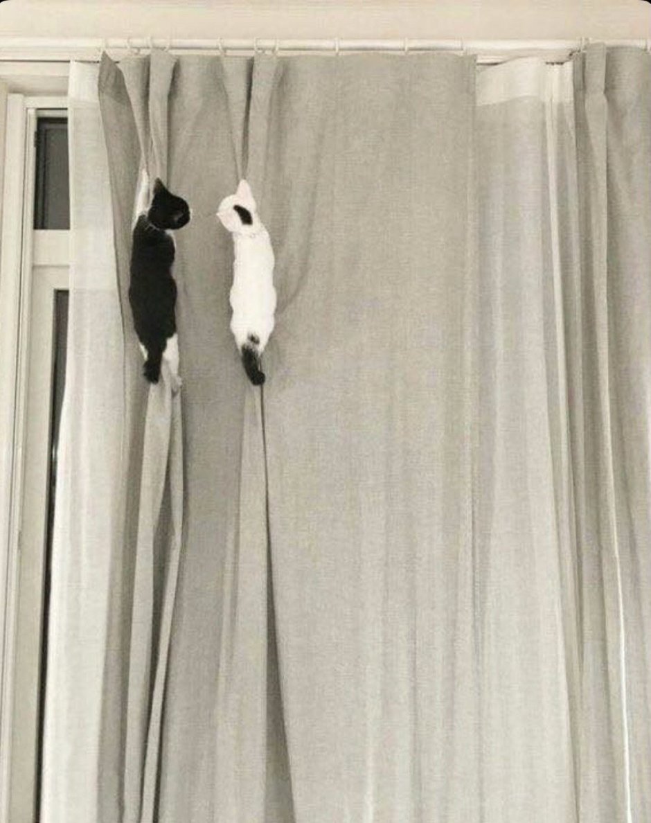 Кот на шторе