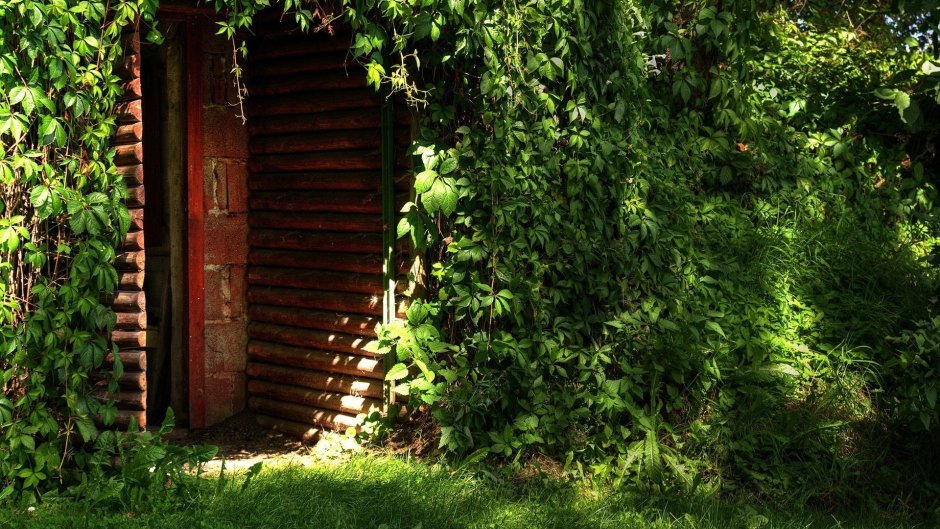 Заросший дом в лесу