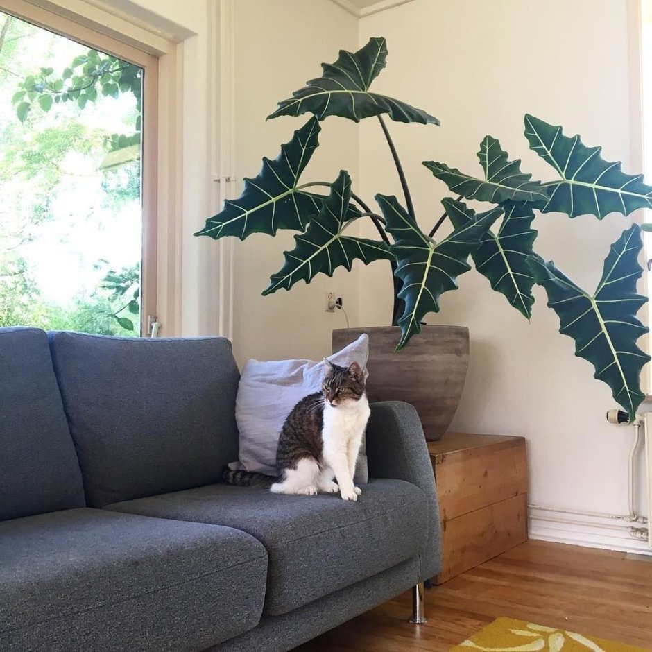 Алоказия Сариан ( Alocasia Sarian)