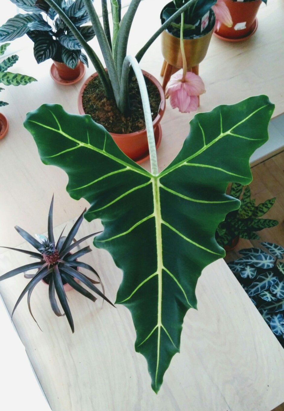 Алоказия Купрея
