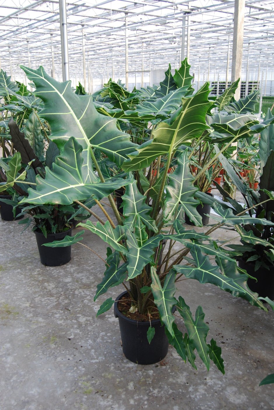 Алоказия Сариан ( Alocasia Sarian)