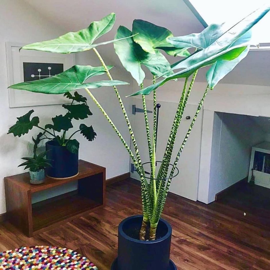 Алоказия зебрина Alocasia Zebrina