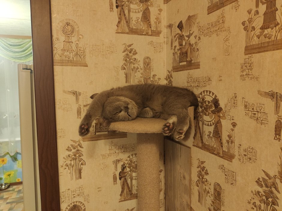 Кошачий домик 19 века