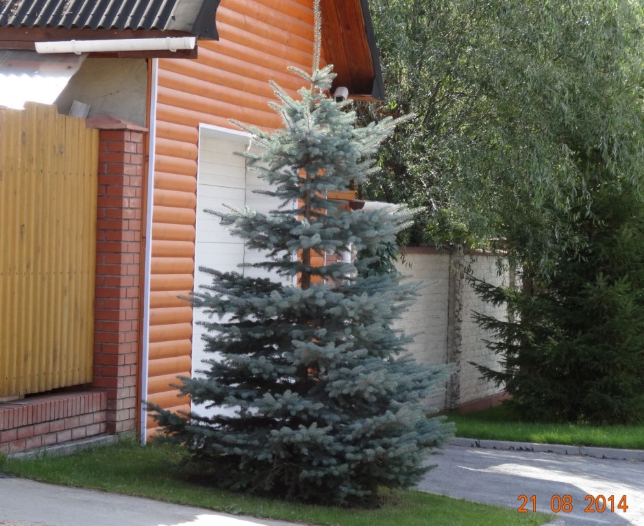 Голубая ель во дворе