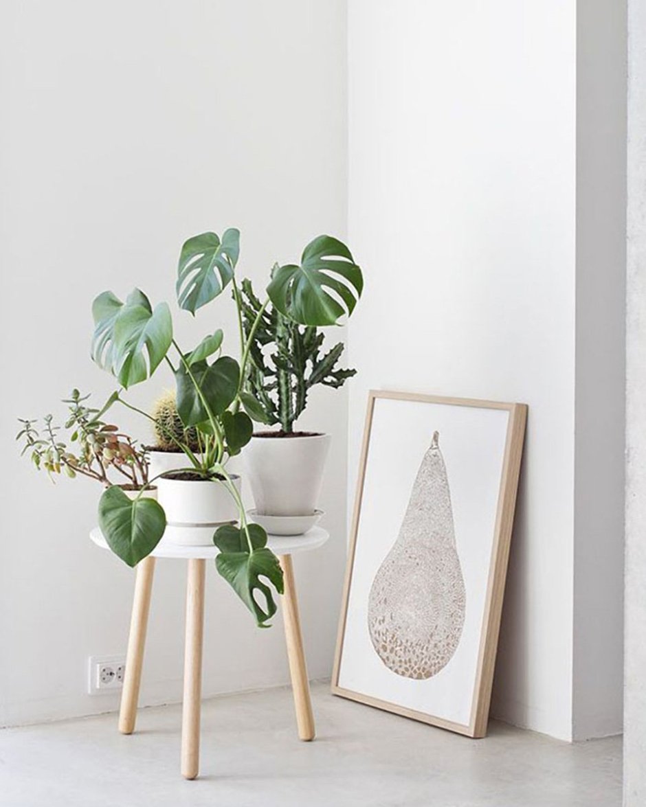 Indoor Plants монстера