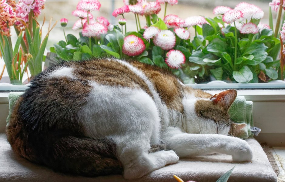 Красивые цветы и коты