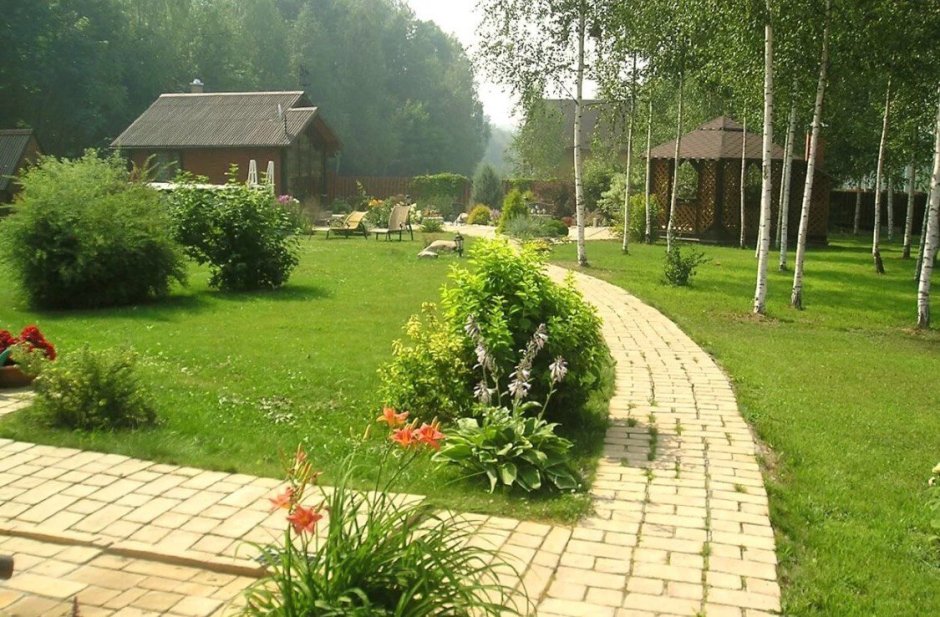 Березы на участке
