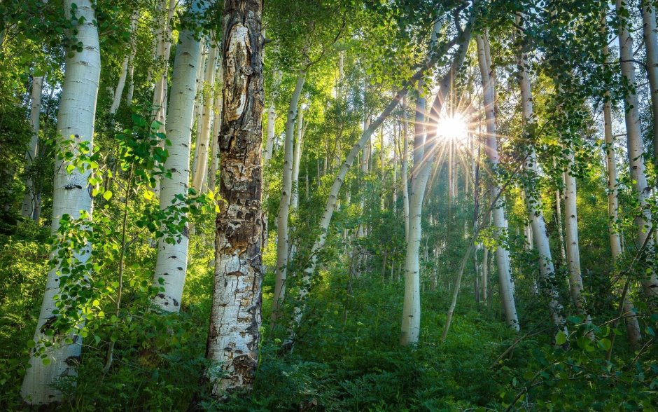 Березы солнце