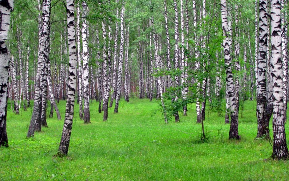 Березовая роща Кострома