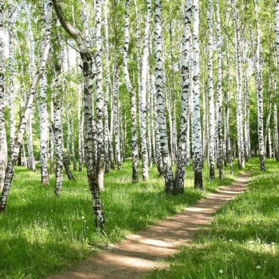 Березовая роща 27