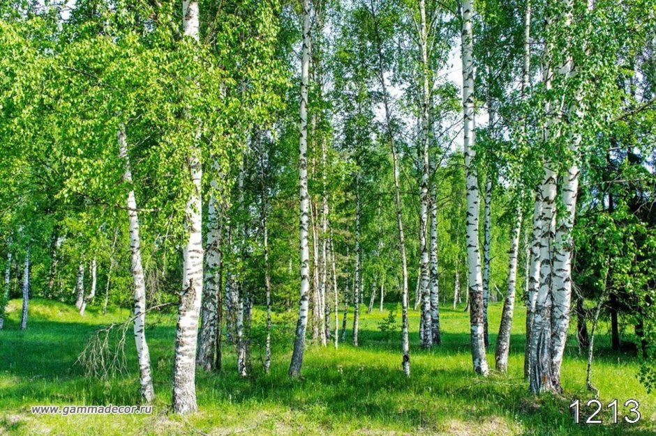 Березовая роща Челябинская область