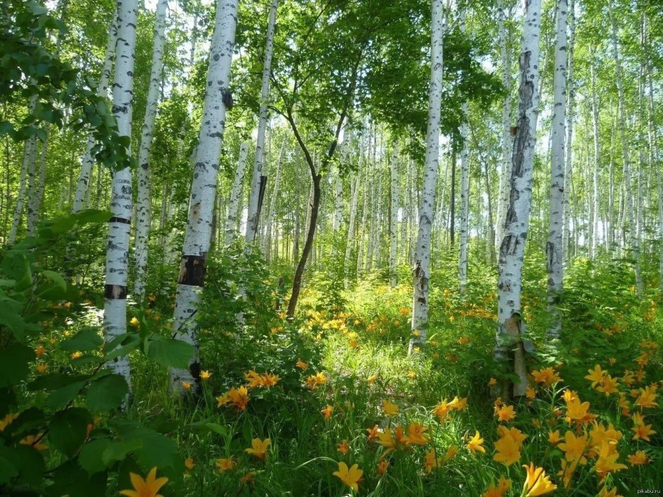 Плёс Березовая роща