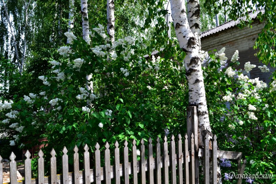 Майская Березка кустарник