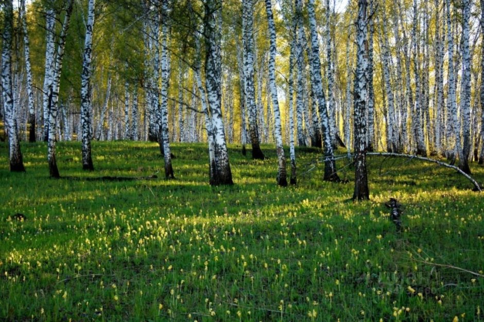 Березовая роща Хвалынск