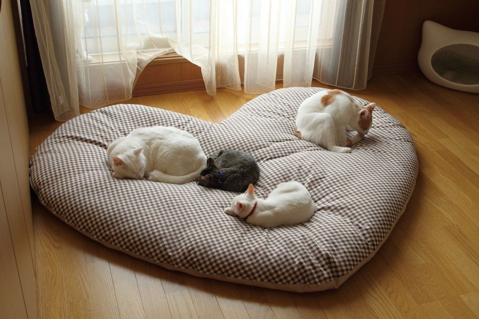 Кошачья лежанка