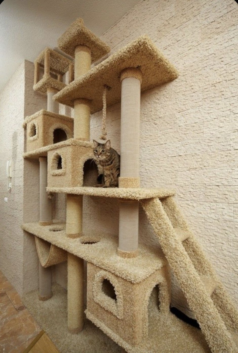 Кошка дома