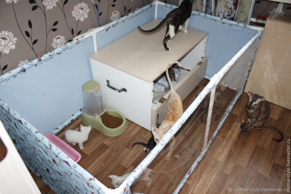 Загон для котят