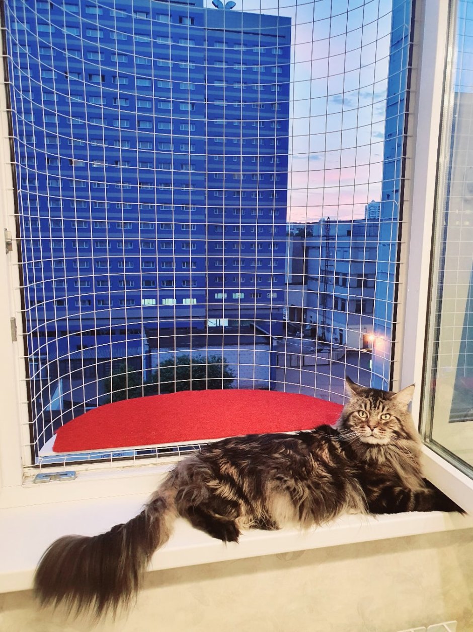 Вольер антикошка