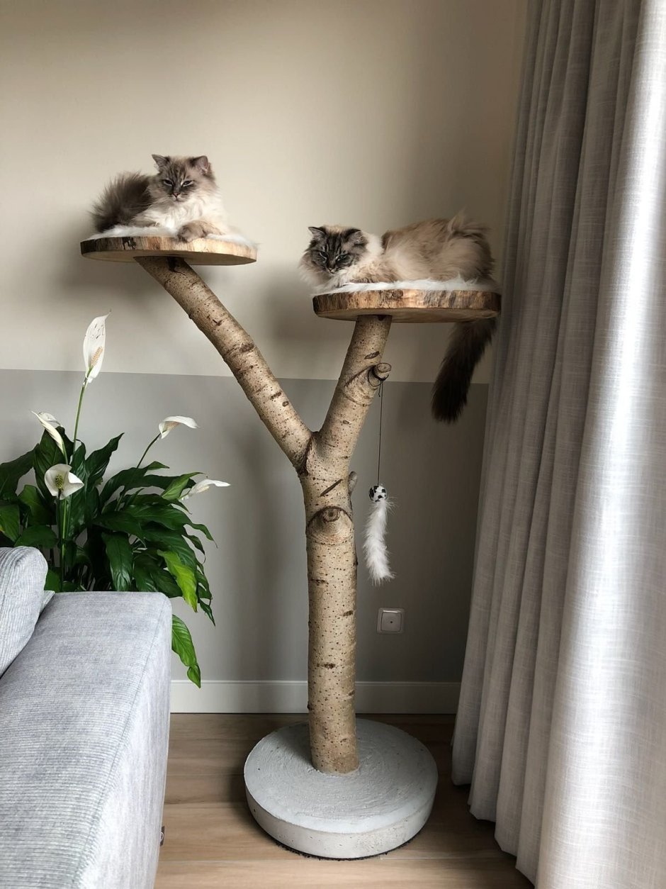 Кошки на дереве