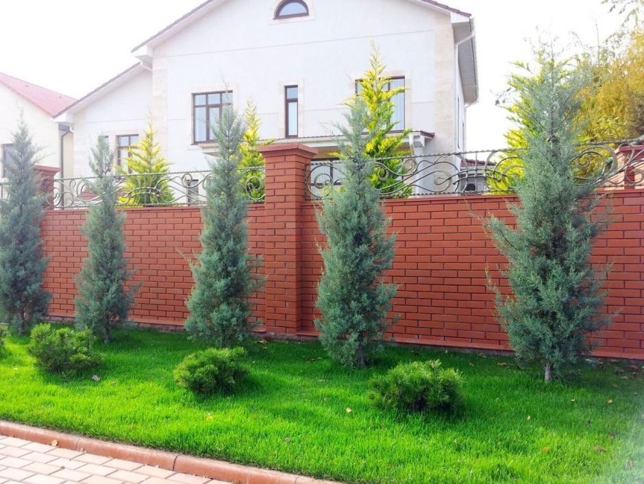 Изгородь из туи Смарагд перед крыльцом