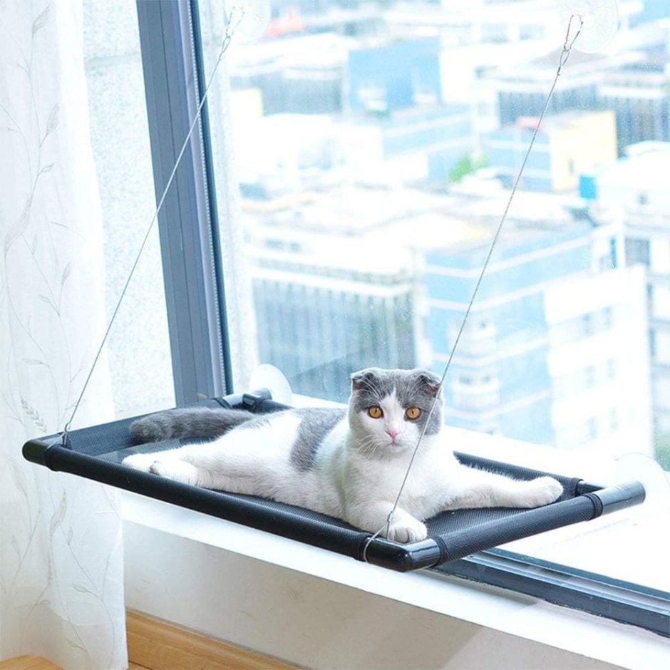 Cat Bed on the Window