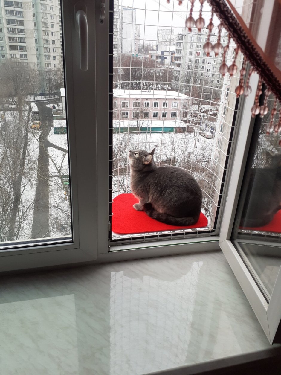 Кошачий балкон