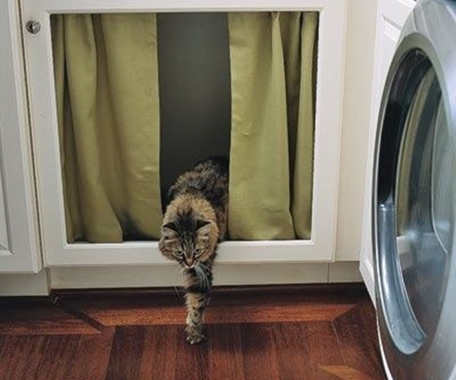 Кошка на шкафу